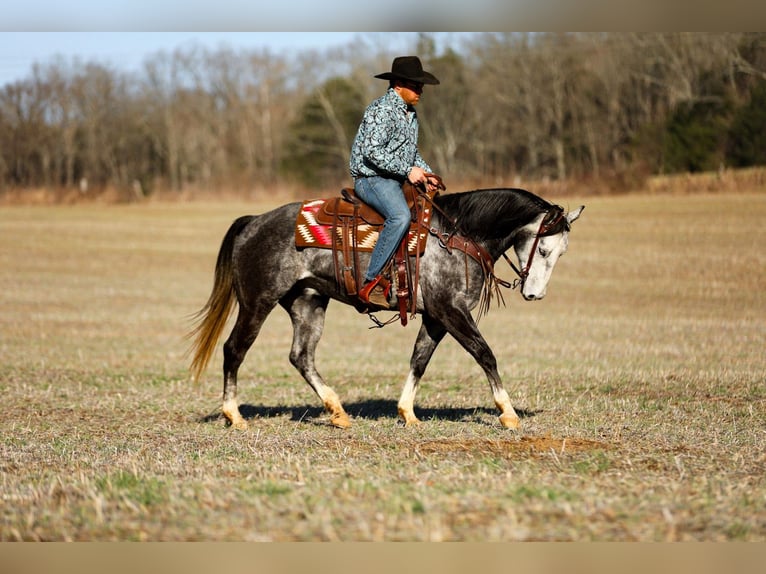 American Quarter Horse Ruin 6 Jaar 155 cm Schimmel in Santa Fe