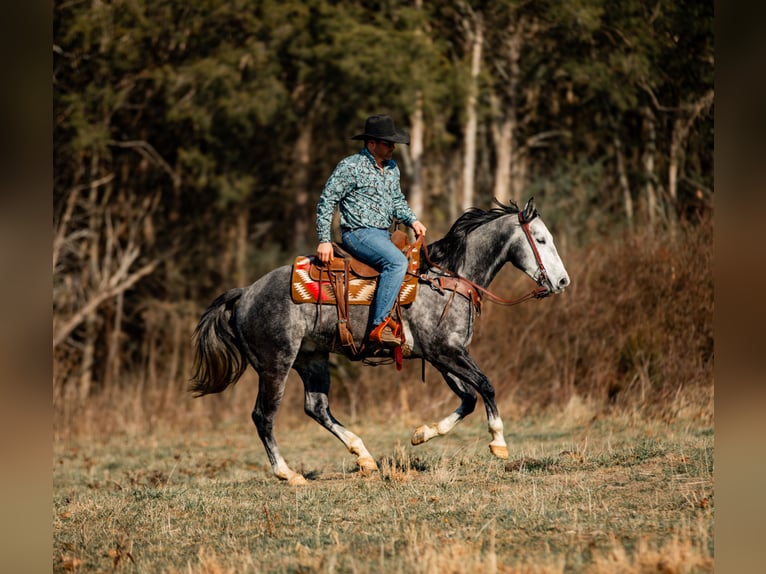 American Quarter Horse Ruin 6 Jaar 155 cm Schimmel in Santa Fe