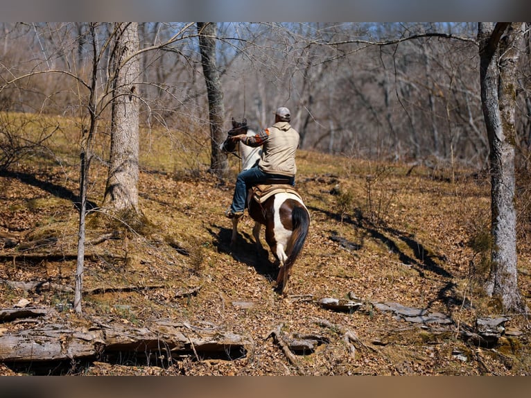 American Quarter Horse Ruin 6 Jaar 155 cm Tobiano-alle-kleuren in Hampshire, TN