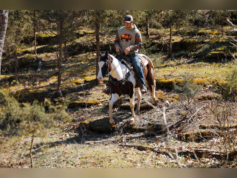 American Quarter Horse Ruin 6 Jaar 155 cm Tobiano-alle-kleuren in Hampshire, TN