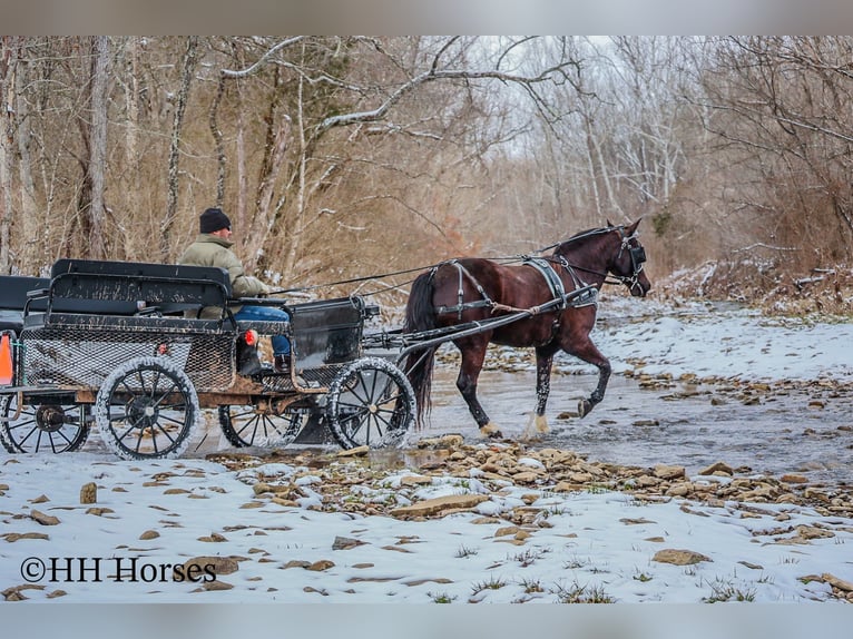 American Quarter Horse Ruin 6 Jaar 155 cm Zwart in Flemingsburg KY