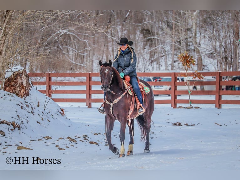 American Quarter Horse Ruin 6 Jaar 155 cm Zwart in Flemingsburg KY