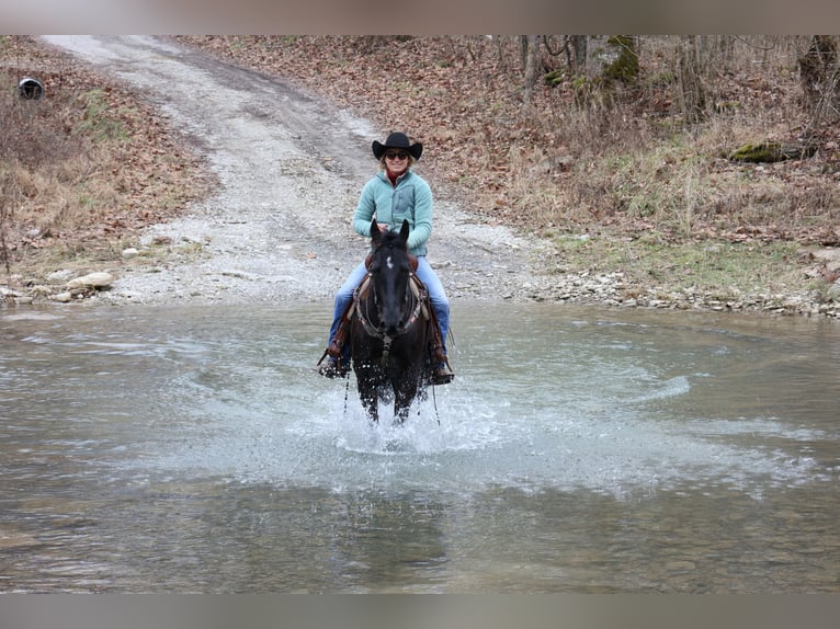 American Quarter Horse Ruin 6 Jaar 155 cm Zwart in Flemmingsburg Ky