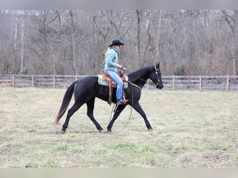 American Quarter Horse Ruin 6 Jaar 155 cm Zwart in Flemmingsburg Ky