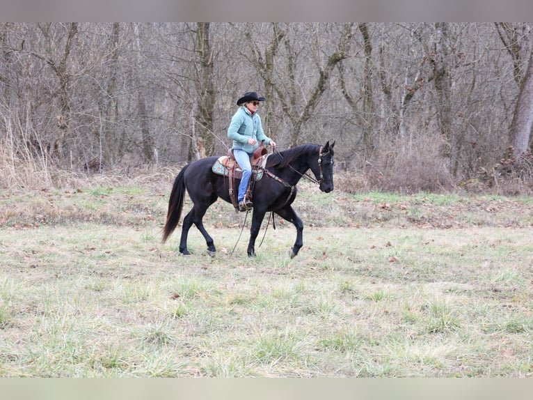 American Quarter Horse Ruin 6 Jaar 155 cm Zwart in Flemmingsburg Ky