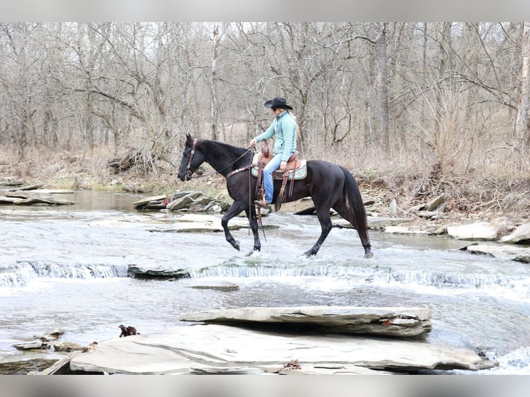 American Quarter Horse Ruin 6 Jaar 155 cm Zwart in Flemmingsburg Ky