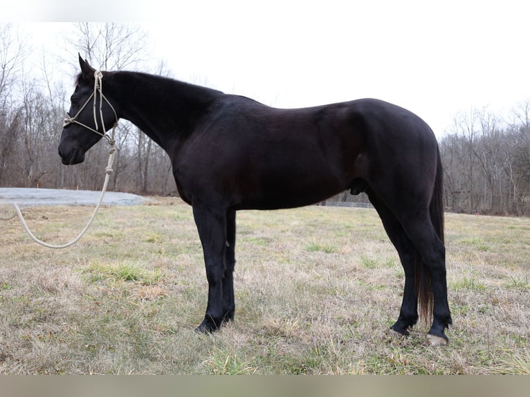 American Quarter Horse Ruin 6 Jaar 155 cm Zwart in Flemmingsburg Ky