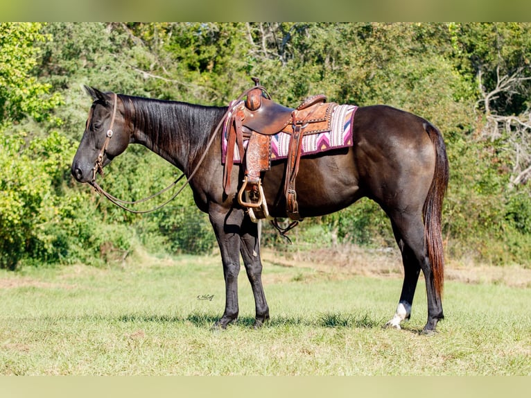 American Quarter Horse Ruin 6 Jaar 155 cm Zwart in Ravenna, TX