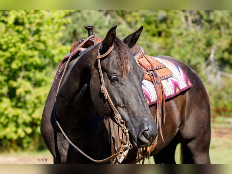 American Quarter Horse Ruin 6 Jaar 155 cm Zwart in Ravenna, TX