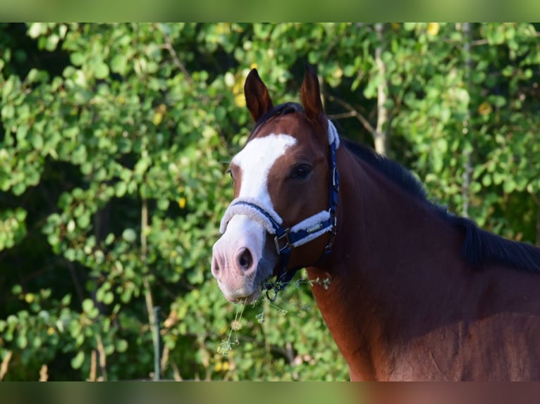 American Quarter Horse Ruin 6 Jaar 156 cm Bruin in Berlin