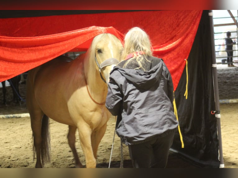 American Quarter Horse Ruin 6 Jaar 156 cm Palomino in Steinen