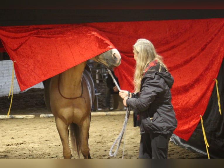 American Quarter Horse Ruin 6 Jaar 156 cm Palomino in Steinen