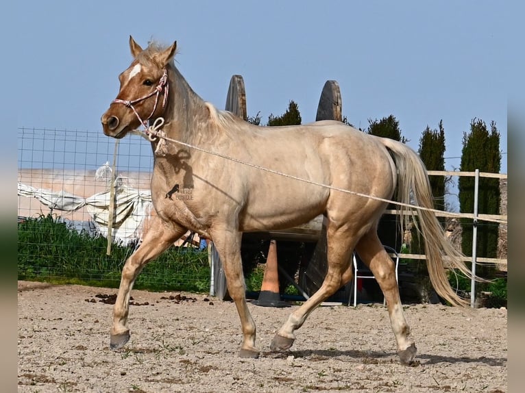 American Quarter Horse Ruin 6 Jaar 156 cm Palomino in Mallorca