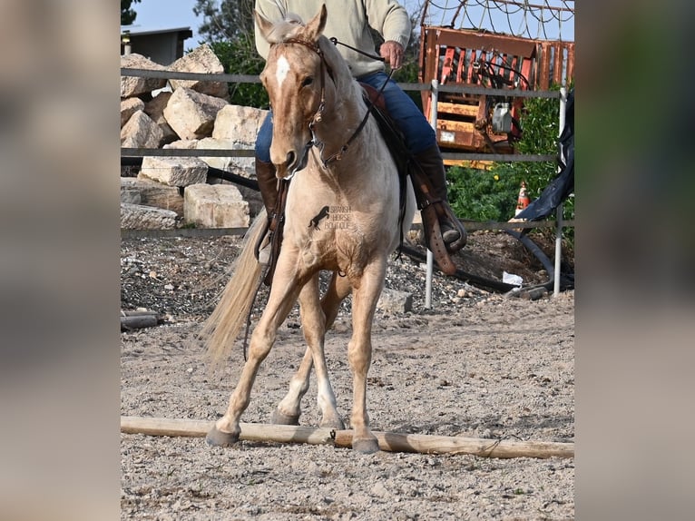 American Quarter Horse Ruin 6 Jaar 156 cm Palomino in Mallorca