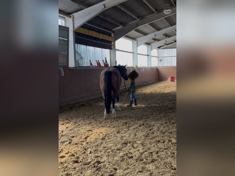 American Quarter Horse Ruin 6 Jaar 156 cm Roan-Bay in Issum