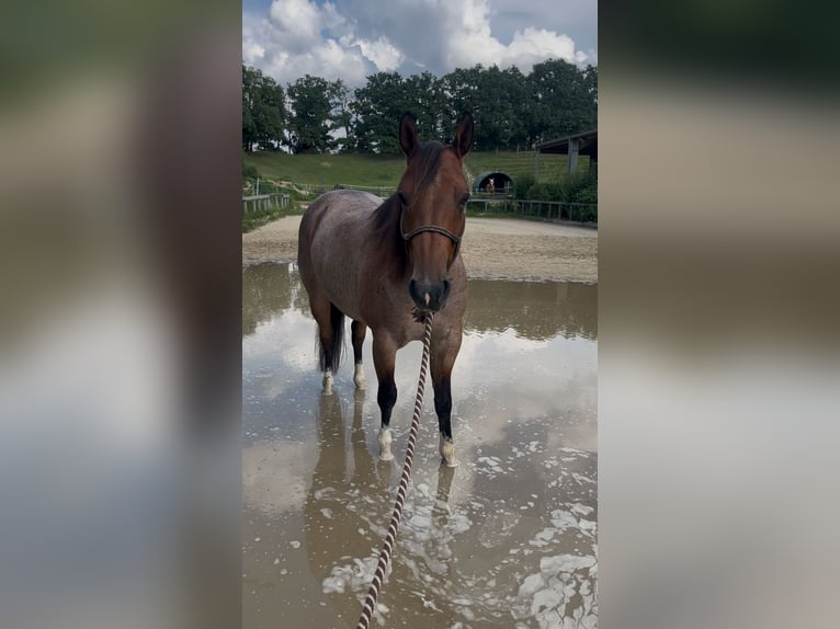 American Quarter Horse Ruin 6 Jaar 156 cm Roan-Bay in Issum