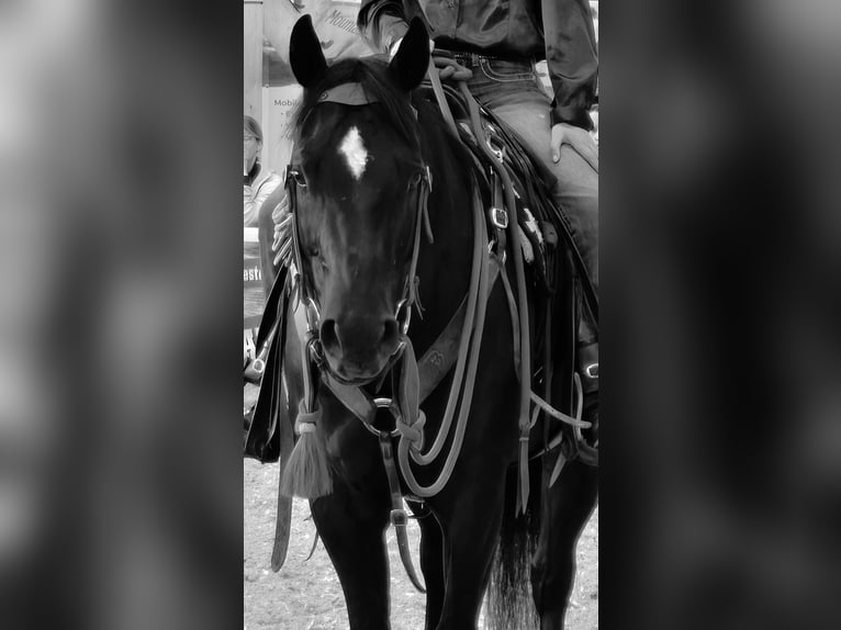 American Quarter Horse Ruin 6 Jaar 156 cm Zwart in Wasserlosen