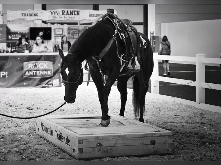 American Quarter Horse Ruin 6 Jaar 156 cm Zwart in Wasserlosen