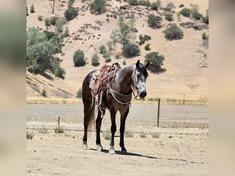 American Quarter Horse Ruin 6 Jaar 157 cm Appelschimmel in Paicines CA