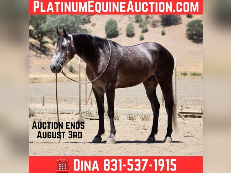 American Quarter Horse Ruin 6 Jaar 157 cm Appelschimmel in Paicines CA