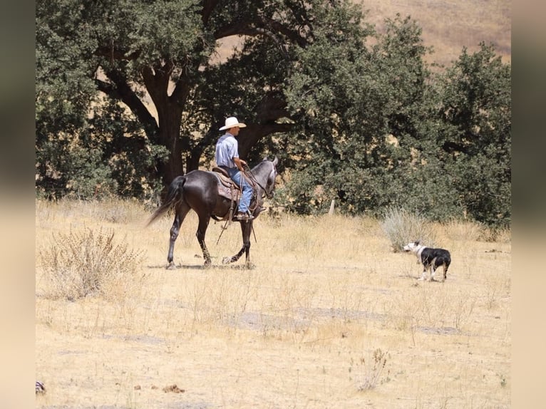 American Quarter Horse Ruin 6 Jaar 157 cm Appelschimmel in Paicines CA