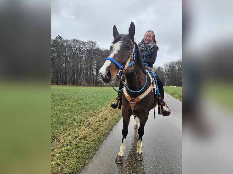 American Quarter Horse Mix Ruin 6 Jaar 157 cm Bruin in Linkenbach