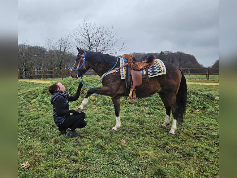 American Quarter Horse Mix Ruin 6 Jaar 157 cm Bruin in Linkenbach