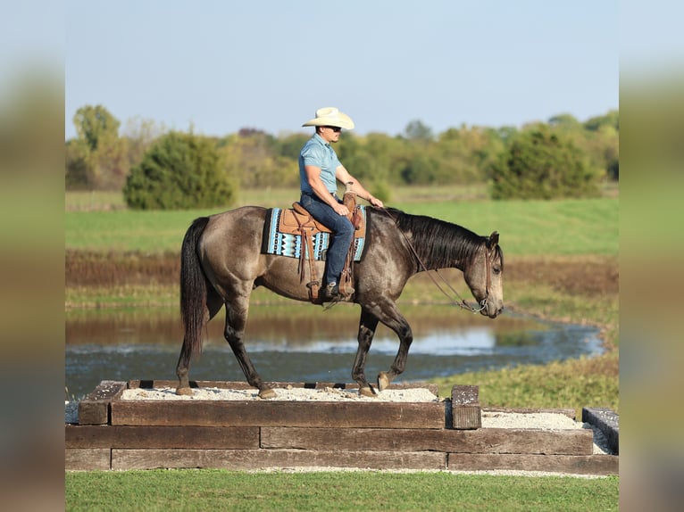 American Quarter Horse Ruin 6 Jaar 157 cm Buckskin in Buffalo