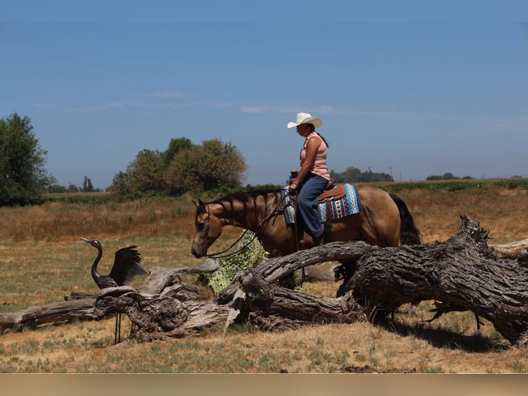 American Quarter Horse Ruin 6 Jaar 157 cm Buckskin in Waterford