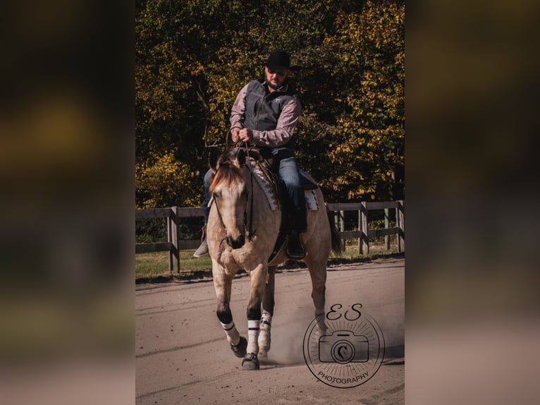 American Quarter Horse Ruin 6 Jaar 157 cm Buckskin in Mayfield