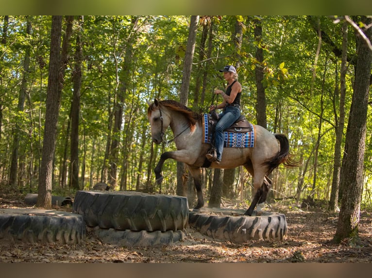 American Quarter Horse Ruin 6 Jaar 157 cm Buckskin in Mayfield