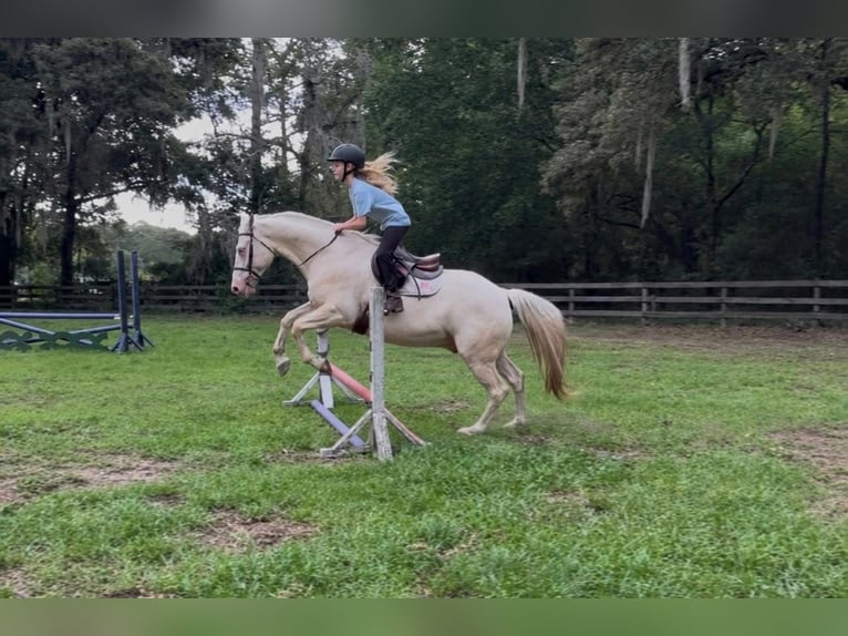 American Quarter Horse Ruin 6 Jaar 157 cm Cremello in Micanopy