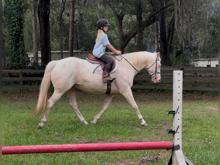 American Quarter Horse Ruin 6 Jaar 157 cm Cremello in Micanopy