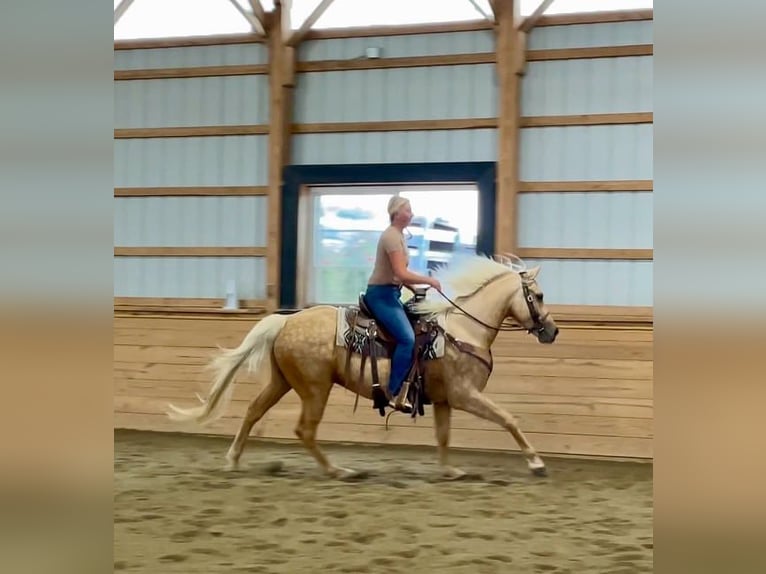 American Quarter Horse Ruin 6 Jaar 157 cm Palomino in Narvon, PA