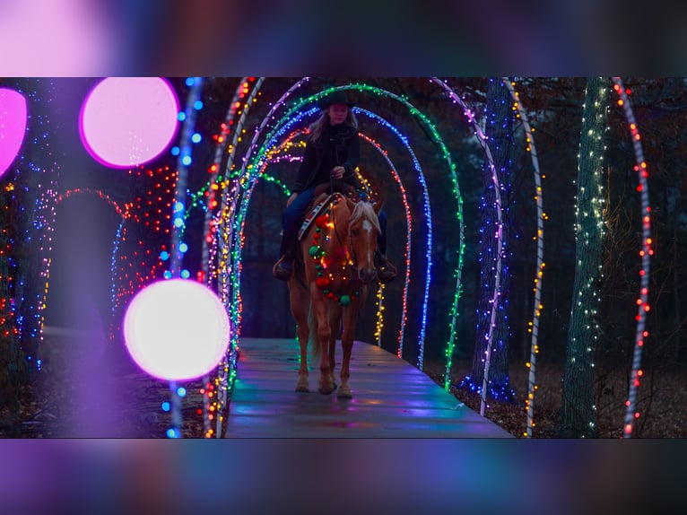 American Quarter Horse Ruin 6 Jaar 157 cm Palomino in Quitman