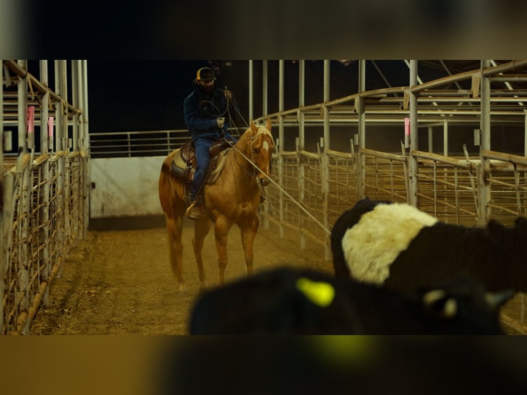 American Quarter Horse Ruin 6 Jaar 157 cm Palomino in Quitman
