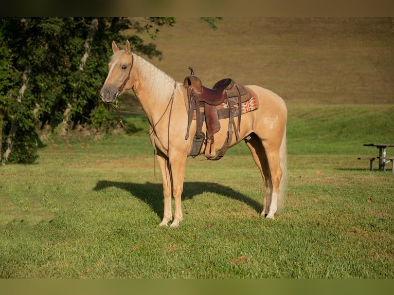 American Quarter Horse Ruin 6 Jaar 157 cm Palomino in Middletown OH