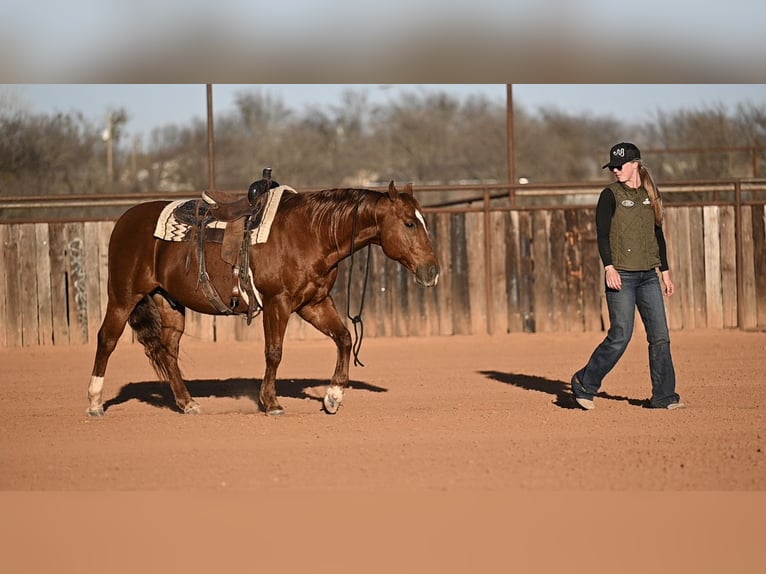 American Quarter Horse Ruin 6 Jaar 157 cm Roan-Bay in Mineral Wells