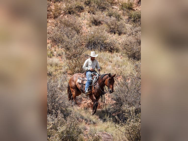 American Quarter Horse Ruin 6 Jaar 157 cm Roan-Bay in Ranger