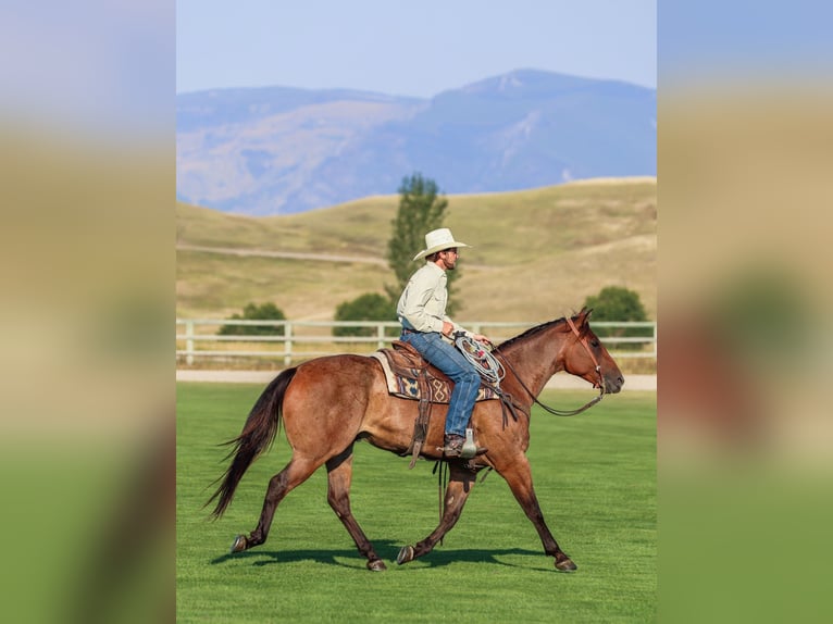 American Quarter Horse Ruin 6 Jaar 157 cm Roan-Bay in Ranger