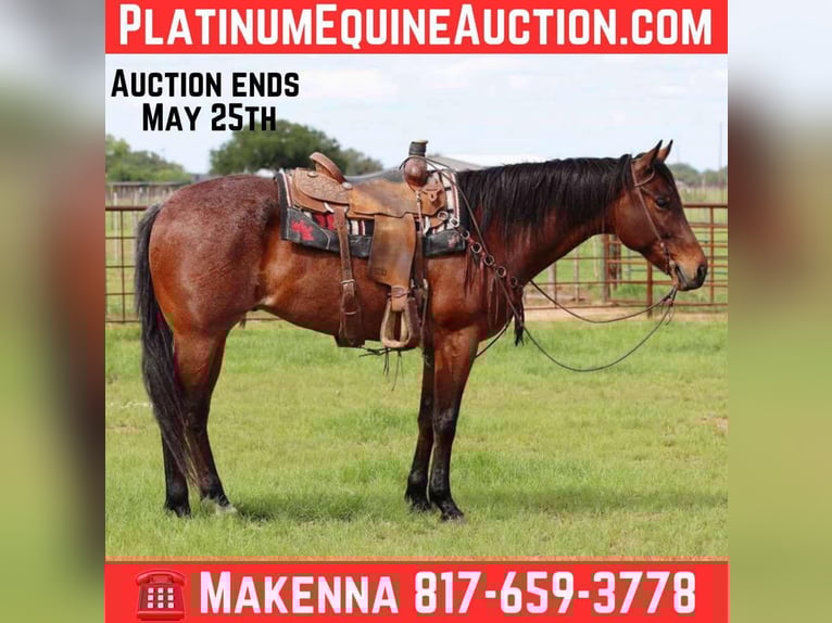 American Quarter Horse Ruin 6 Jaar 157 cm Roan-Bay in Lipan TX