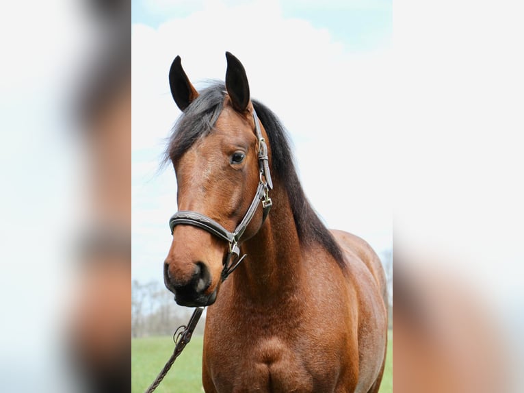 American Quarter Horse Ruin 6 Jaar 157 cm Roan-Bay in HIghland MI