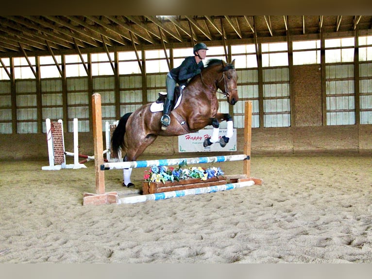 American Quarter Horse Ruin 6 Jaar 157 cm Roan-Bay in HIghland MI