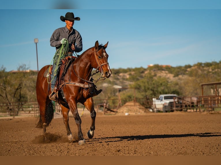 American Quarter Horse Ruin 6 Jaar 157 cm Roodbruin in Congress