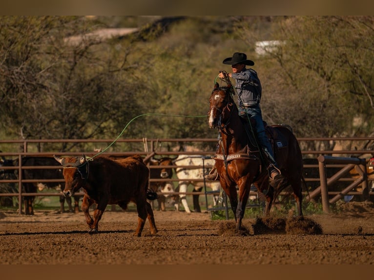 American Quarter Horse Ruin 6 Jaar 157 cm Roodbruin in Congress