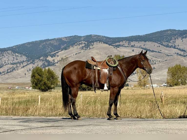 American Quarter Horse Ruin 6 Jaar 157 cm Roodbruin in Drummond, MT