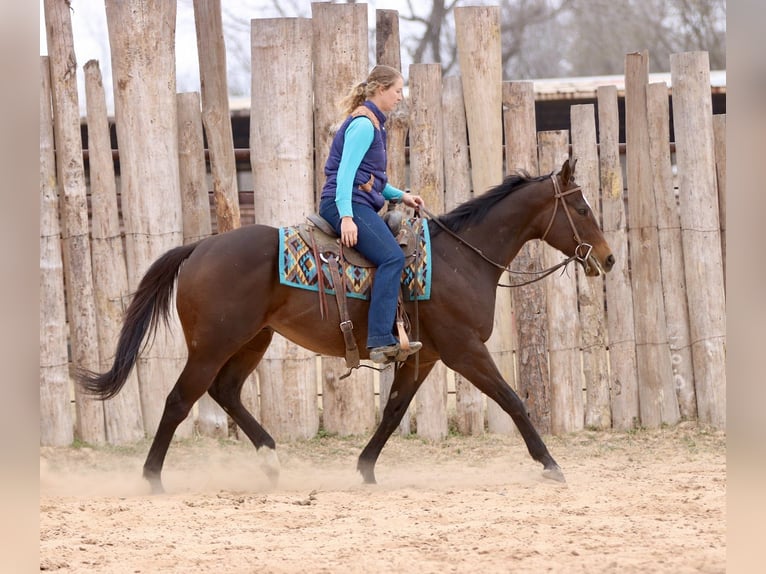 American Quarter Horse Mix Ruin 6 Jaar 157 cm Roodbruin in Athens