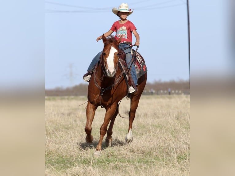American Quarter Horse Ruin 6 Jaar 157 cm Roodvos in Mineral Wells