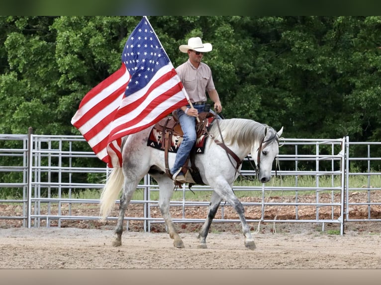 American Quarter Horse Ruin 6 Jaar 157 cm Schimmel in Mount Vernon, MO