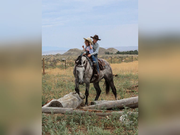 American Quarter Horse Ruin 6 Jaar 157 cm Schimmel in Cody